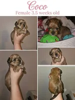 Coco, a female Shorkie for sale in Chattanooga, TN – 2 of 10