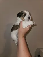 Reeses, a male Shorkie for sale in Chattanooga, TN – 5 of 10