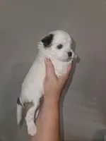 Biscuit, a female Shorkie for sale in Chattanooga, TN – 4 of 10