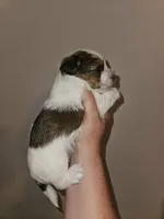 Reeses, a male Shorkie for sale in Chattanooga, TN – 3 of 10