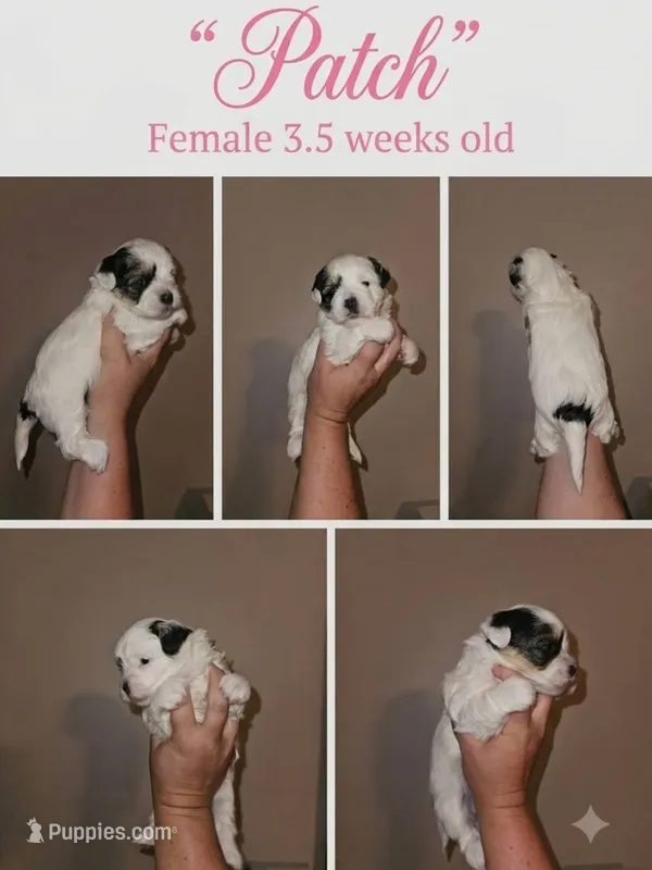 Patch – Shorkie puppy for sale in Chattanooga, TN
