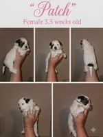 Patch, a female Shorkie for sale in Chattanooga, TN – 1 of 7