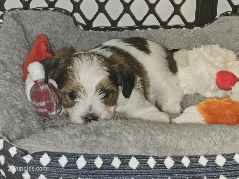 Reeses – Shorkie puppy for sale in Chattanooga, TN