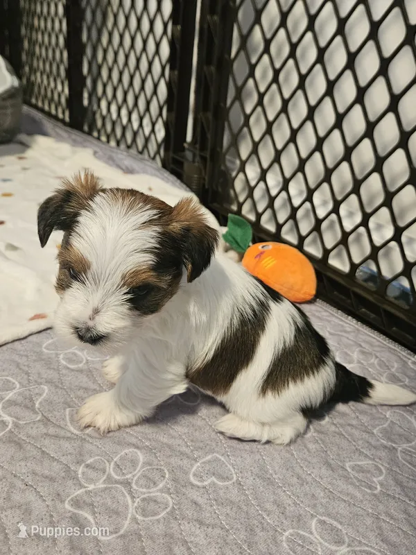 Reeses – Shorkie puppy for sale in Chattanooga, TN