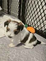 Reeses, a male Shorkie for sale in Chattanooga, TN – 1 of 10
