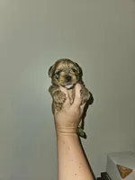 Coco, a female Shorkie for sale in Chattanooga, TN – 7 of 10