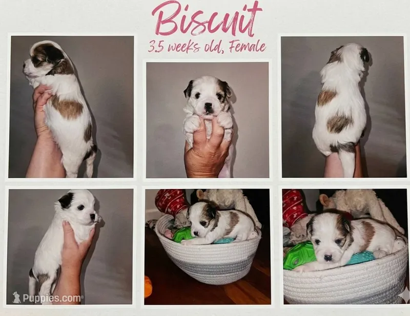 Biscuit – Shorkie puppy for sale in Chattanooga, TN