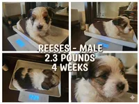 Reeses, a male Shorkie for sale in Chattanooga, TN – 9 of 10