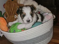 Reeses, a male Shorkie for sale in Chattanooga, TN – 7 of 10