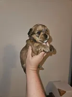 Coco, a female Shorkie for sale in Chattanooga, TN – 6 of 10