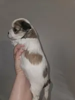 Biscuit, a female Shorkie for sale in Chattanooga, TN – 3 of 10