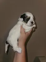 Patch, a female Shorkie for sale in Chattanooga, TN – 5 of 7