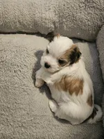Biscuit, a female Shorkie for sale in Chattanooga, TN – 8 of 10