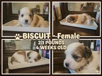 Biscuit, a female Shorkie for sale in Chattanooga, TN – 6 of 10