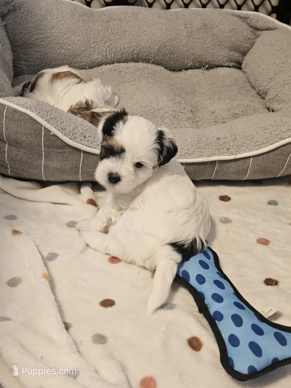 Patch – Shorkie puppy for sale in Chattanooga, TN