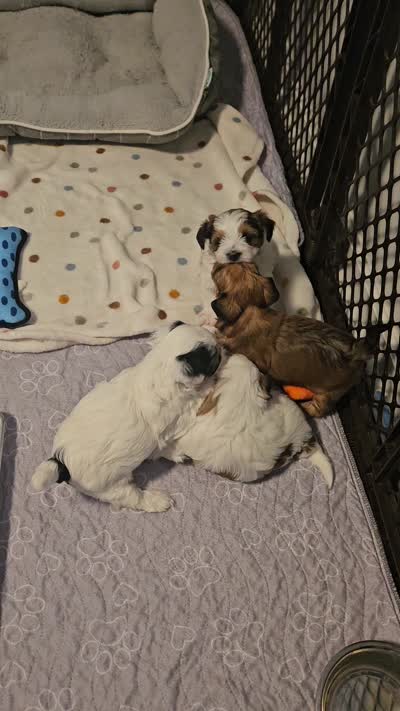 Coco, a female Shorkie for sale in Chattanooga, TN – 10 of 10