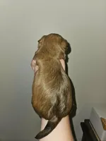 Coco, a female Shorkie for sale in Chattanooga, TN – 3 of 10