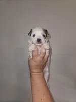 Biscuit, a female Shorkie for sale in Chattanooga, TN – 5 of 10