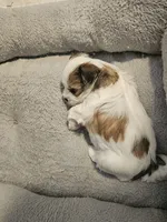 Biscuit, a female Shorkie for sale in Chattanooga, TN – 9 of 10
