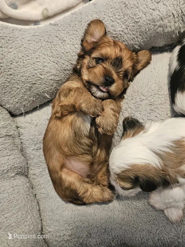 Coco – Shorkie puppy for sale in Chattanooga, TN