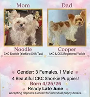 Patch, a female Shorkie for sale in Chattanooga, TN – 2 of 7