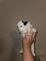 Patch, a female Shorkie for sale in Chattanooga, TN – 3 of 7