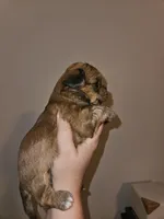 Coco, a female Shorkie for sale in Chattanooga, TN – 8 of 10