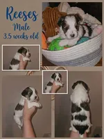 Reeses, a male Shorkie for sale in Chattanooga, TN – 2 of 10