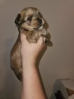 Coco, a female Shorkie for sale in Chattanooga, TN – 5 of 10