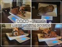 Coco, a female Shorkie for sale in Chattanooga, TN – 9 of 10