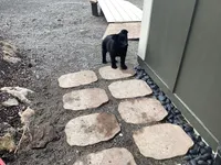 Ivy, a female German Shepherd Dog for sale in Coeur d'Alene, ID – Photo 2 of 3