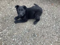 Ivy, a female German Shepherd Dog for sale in Coeur d'Alene, ID – Photo 1 of 3