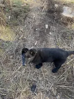 Ivy, a female German Shepherd Dog for sale in Coeur d'Alene, ID – Photo 3 of 3