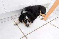 Tina, a female Miniature Australian Shepherd for sale in Fort Lauderdale, FL – Photo 2 of 2