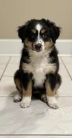 Tina, a female Miniature Australian Shepherd for sale in Fort Lauderdale, FL – Photo 1 of 2