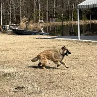 Green Girl, a female Belgian Tervuren for sale in Fayetteville, NC – Photo 7 of 9