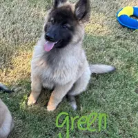 Green Girl, a female Belgian Tervuren for sale in Fayetteville, NC – Photo 3 of 9