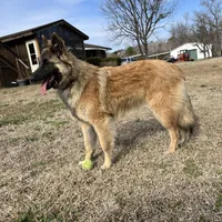 Green Girl, a female Belgian Tervuren for sale in Fayetteville, NC – Photo 8 of 9