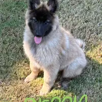 Green Girl, a female Belgian Tervuren for sale in Fayetteville, NC – Photo 4 of 9