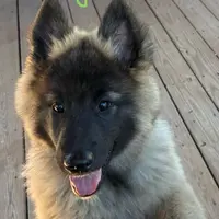 Green Girl, a female Belgian Tervuren for sale in Fayetteville, NC – Photo 2 of 9