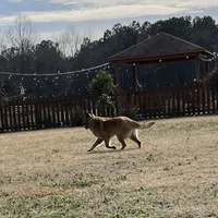 Green Girl, a female Belgian Tervuren for sale in Fayetteville, NC – Photo 6 of 9