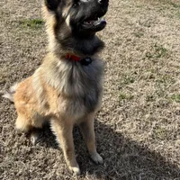 Green Girl, a female Belgian Tervuren for sale in Fayetteville, NC – Photo 9 of 9