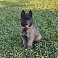 Purple Girl, a female Belgian Tervuren for sale in Fayetteville, NC – Photo 1 of 4