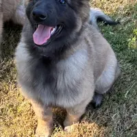 Purple Girl, a female Belgian Tervuren for sale in Fayetteville, NC – Photo 3 of 4