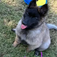 Purple Girl, a female Belgian Tervuren for sale in Fayetteville, NC – Photo 2 of 4