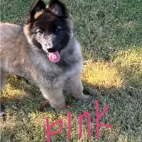 Pink Girl, a female Belgian Tervuren for sale in Fayetteville, NC – Photo 4 of 4