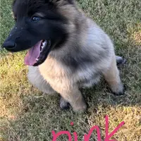 Pink Girl, a female Belgian Tervuren for sale in Fayetteville, NC – Photo 3 of 4