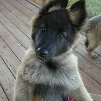 Pink Girl, a female Belgian Tervuren for sale in Fayetteville, NC – Photo 2 of 4
