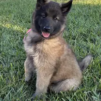 Pink Girl, a female Belgian Tervuren for sale in Fayetteville, NC – Photo 1 of 4