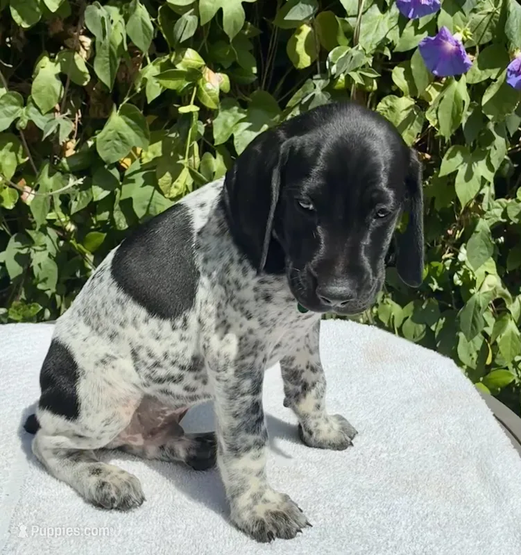 Major – German Shorthaired Pointer puppy for sale in Oroville, CA